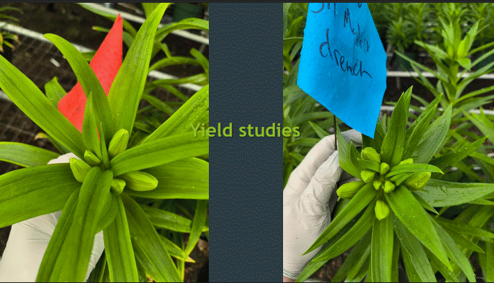 Yield Studies