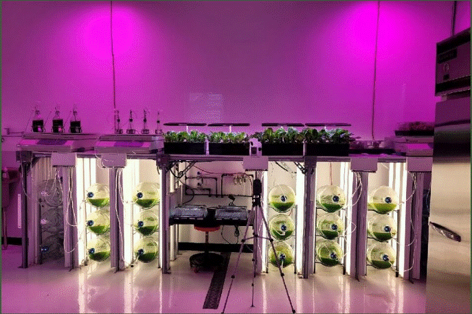 algea grow 
